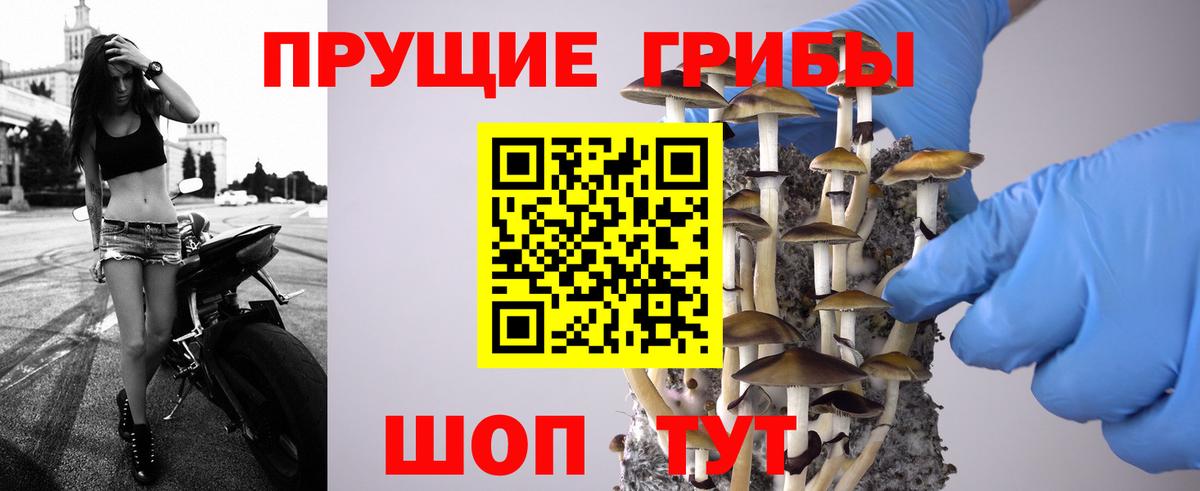 Псилоцибиновые грибы Cubensis  как найти   Калуга  Вход с VPN  Галлюциногенные грибы прущие грибы 